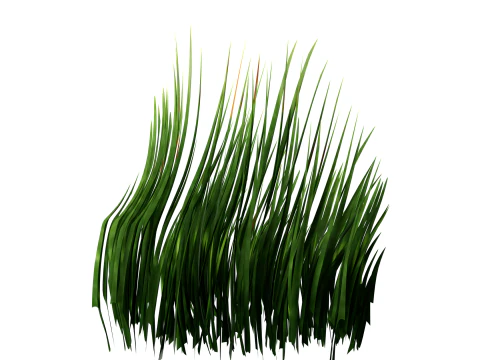 Underwater Plants Collection 3D Model
