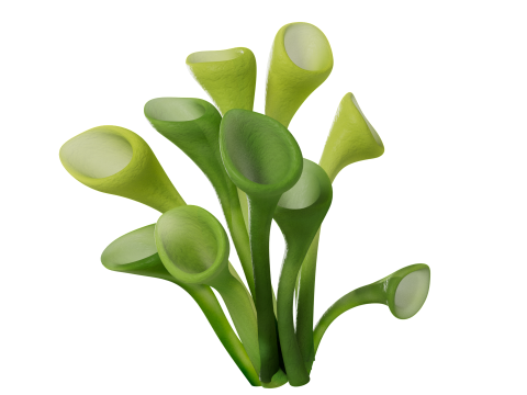 Underwater Plants Collection 3D Model