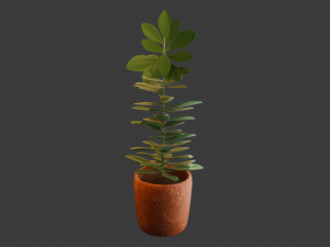 Tall Interior Plant with Terracotta Pot 3D मॉडल