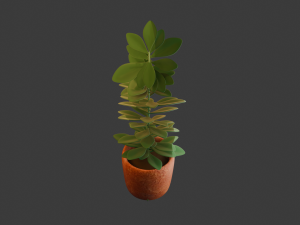 Tall Interior Plant with Terracotta Pot 3D Model