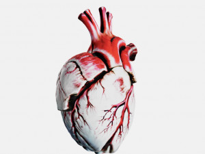 Human heart Anatomy3D Modello di stampa 3D