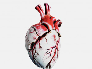 Human heart Anatomy3D 3D Print Model