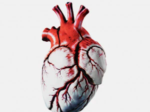 Human heart Anatomy3D 3D Print Model