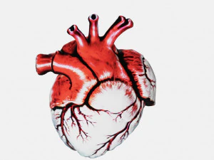 Human heart Anatomy3D 3D Print Model