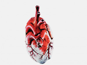 Human heart Anatomy3D Modello di stampa 3D