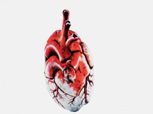 Human heart Anatomy3D 3D Print Model