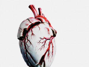 Human heart Anatomy3D 3D Print Model