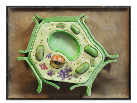 Model Lab Sel Tumbuhan Model 3D