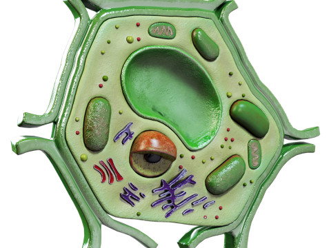 Plant Cell Lab Model 3D Model