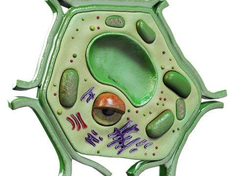 Plant Cell Lab Model 3D Model