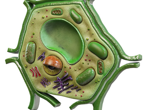 Plant Cell Lab Model 3D Model