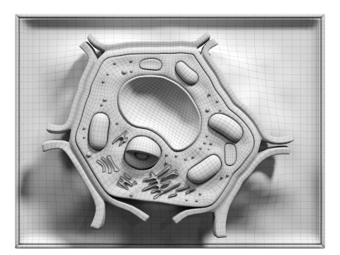 Plant Cell Lab Model 3D Model