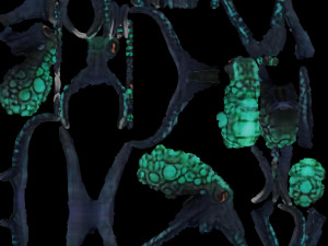 Night Octopus 3D Model