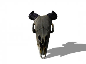 Cr&acirc;nio de cabe&ccedil;a de animal Modelo 3D