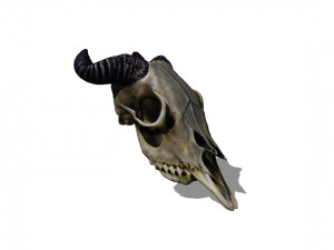 Animal Head Skull 3D मॉडल