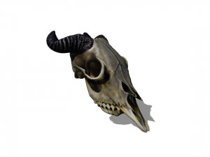 Череп голови тварини 3D Модель