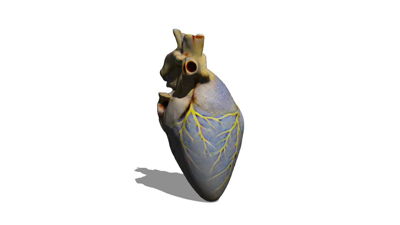 Heart 3D Model .c4d .max .obj .3ds .fbx .stl .blend 