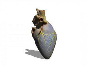 Heart 3Dモデル