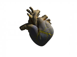 Heart 3D 모델