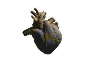 Heart 3D Model