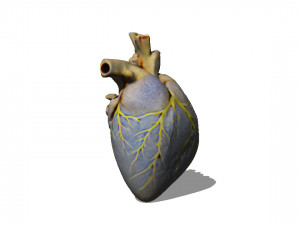 Heart 3D 모델