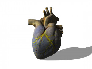 Heart 3D 모델