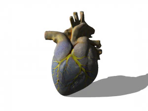 Heart 3D Model