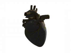 Heart 3D 모델