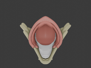 Gugu Adult Mask To Your Eternity 3D 模型