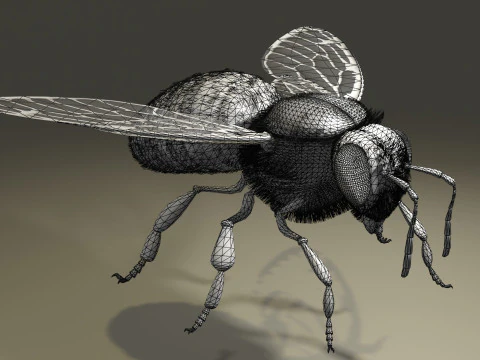 OUVRIEUR D'ABEILLES Modèle 3D