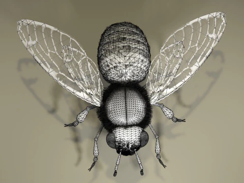 OUVRIEUR D'ABEILLES Modèle 3D