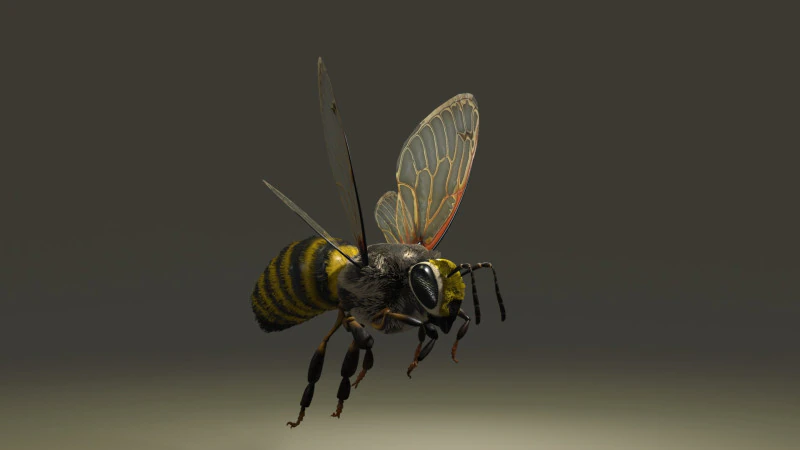 OUVRIEUR D'ABEILLES Modèle 3D .c4d .max .obj .3ds .fbx .stl .blend