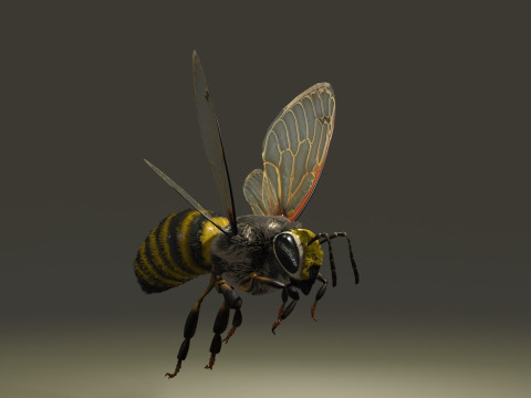 BEE WORKER 3D Модель