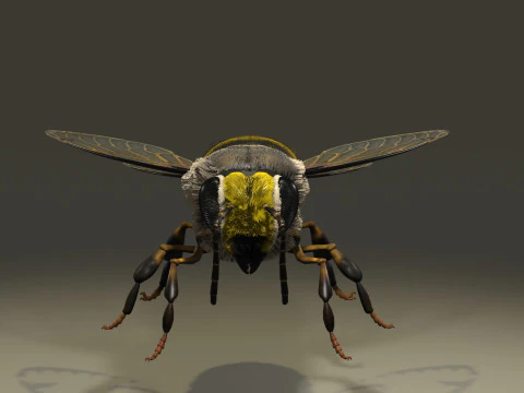 OUVRIEUR D'ABEILLES Modèle 3D