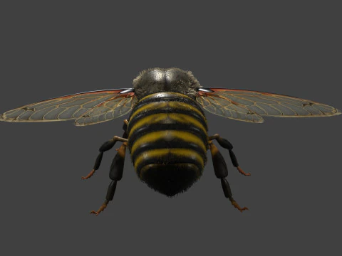 OUVRIEUR D'ABEILLES Modèle 3D