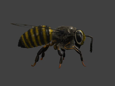 OUVRIEUR D'ABEILLES Modèle 3D