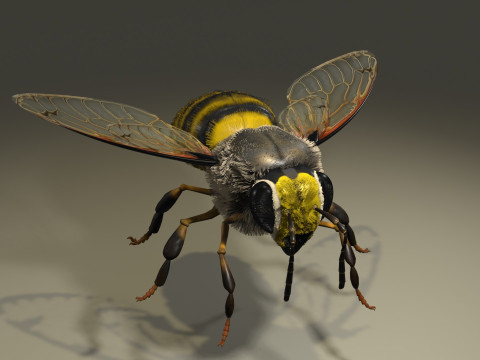 BEE WORKER ANIMATED 3D 模型