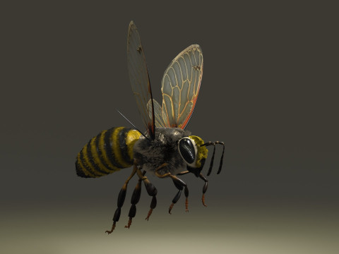 BEE WORKER ANIMATED 3D Модель