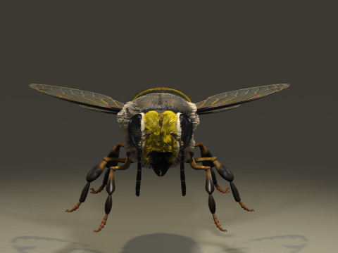 BEE WORKER ANIMATED 3D Модель