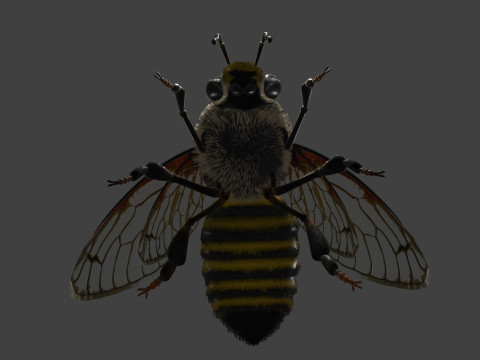BEE WORKER ANIMATED 3D Модель