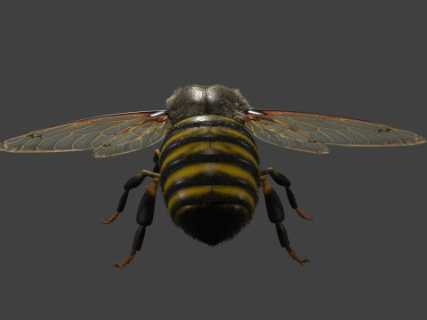 BEE WORKER ANIMATED 3D Модель