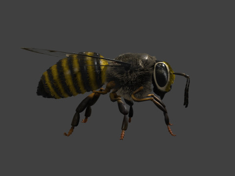 BEE WORKER ANIMATED 3D Модель