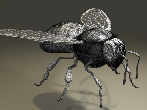 BEE WORKER ANIMATED 3D Модель