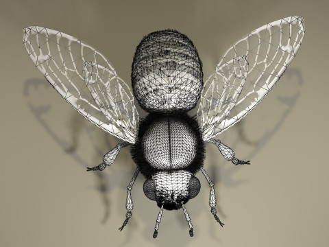 BEE WORKER ANIMATED 3D Модель
