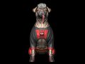 Dogpool 3D Принт Модель