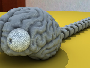 Brain worm Model 3D