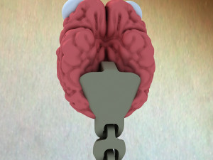 Brain worm Model 3D