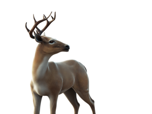 Deer 3D 模型