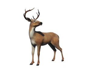 Cervo Modello 3D