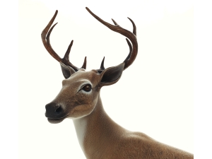 Deer 3D 模型